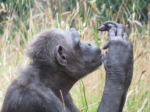 Szympans siedzi profil patrząc i sprawdzając jego palec - Zdjęcie, obraz