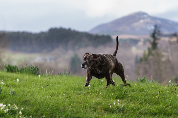 Staffordshire Bull Terrier - Fotografie, Obrázek