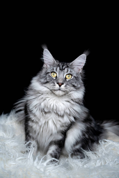 銀のタビー・メイン・クーン猫の肖像 - 写真・画像