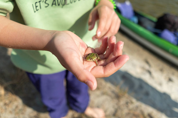 Malá zelená žába v ruce. Žába sedí v dlani. - Fotografie, Obrázek