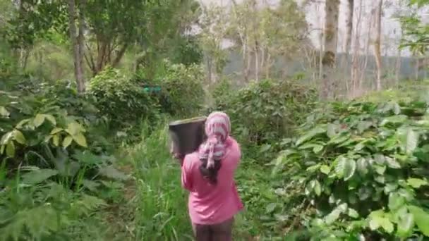 Achteruitkijkbeelden van jonge vrouwelijke boer met grote emmer vol net geplukte koffiekersen lopend langs dikke groene struiken in Indonesië - Video