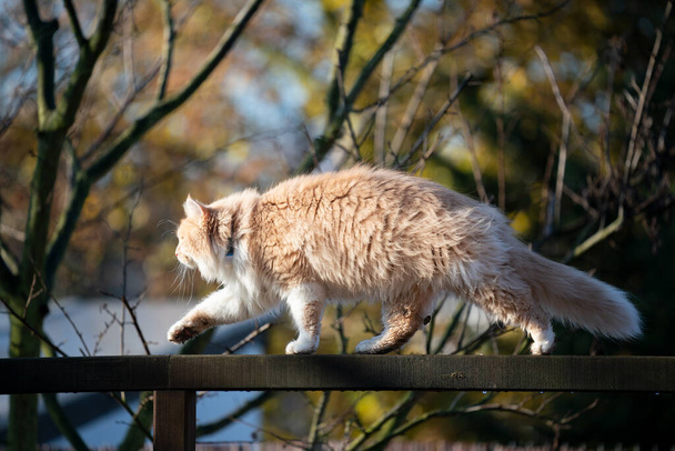 gato andando ao longo cerca ao ar livre - Foto, Imagem