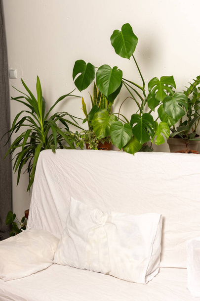 Plantes vertes derrière le canapé, partie de l'intérieur, espace sain pour le repos et le travail, design biophilique - Photo, image