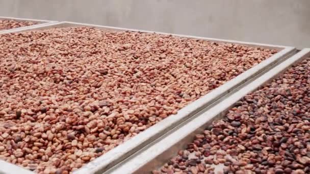 Brak ludzi przegląd ton wiśni kawy leżących na stołach suszenia sklasyfikowane i posortowane według wagi i jakości - Materiał filmowy, wideo