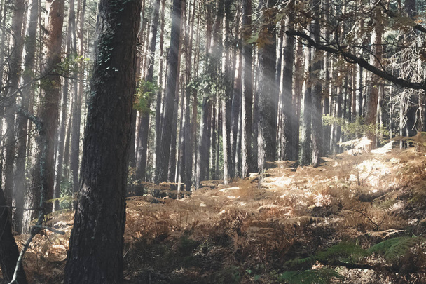 Солнечные лучи, сияющие среди деревьев леса - Фото, изображение