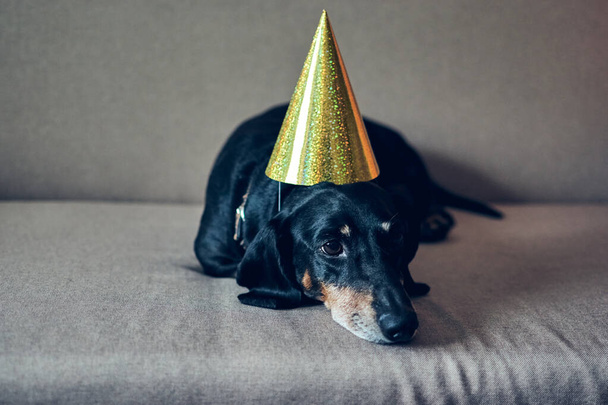Söpö koira juhlahatussa. Hyvää syntymäpäivää. Musta ruskea mäyräkoira muotokuva juhlii uutta vuotta - Valokuva, kuva