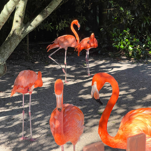 Pink and orange flamingos napping and walking around in a pen at a zoo. - Photo, Image