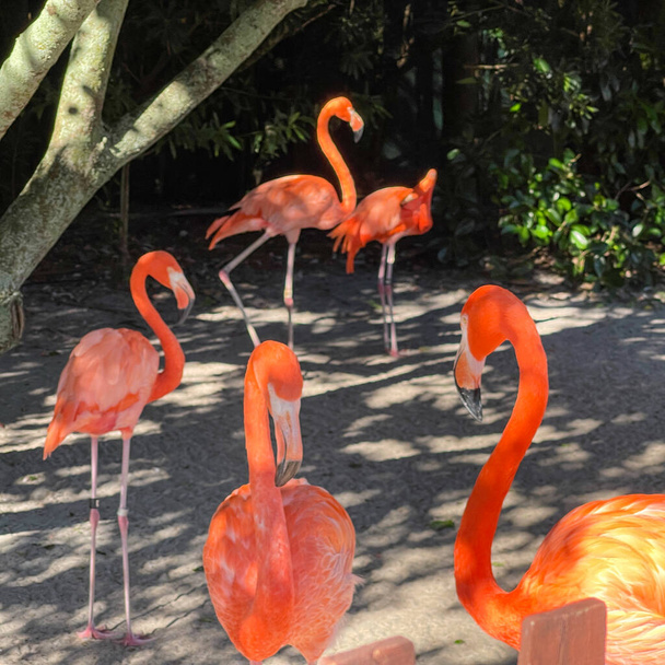 Flamencos rosas y naranjas durmiendo y caminando en un corral en un zoológico. - Foto, imagen