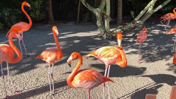 Pink and orange flamingos napping and walking around in a pen at a zoo. - Photo, Image