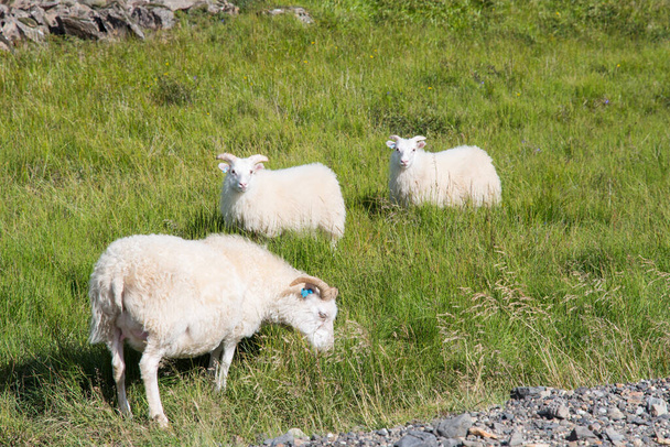 Sheep with lamb near icelandic main road - Fotoğraf, Görsel