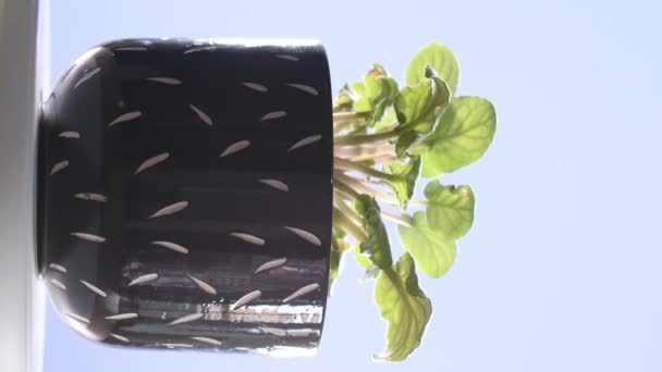 Vidéo verticale 4k d'un pot noir avec sa plante tournant sur une plaque tournante. Concentration sélective - Séquence, vidéo