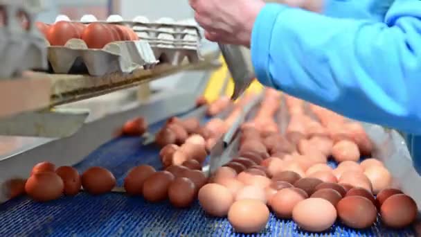 Фабрика по производству куриных яиц. Рабочий сорт куриных яиц на конвейере. Агропромышленная компания. - Кадры, видео