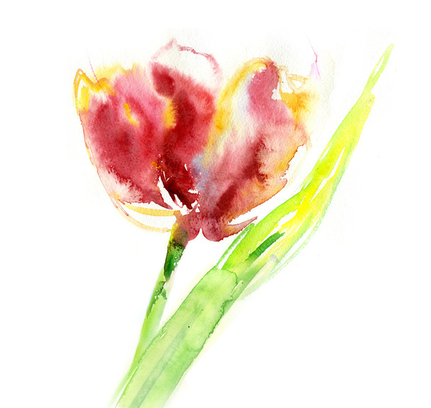 Tulip backgound - Фото, изображение