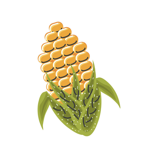 トウモロコシの穀物自然食の栄養 - ベクター画像