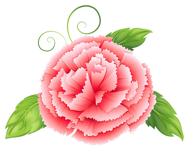 Uma flor rosa cravo com folhas
 - Vetor, Imagem