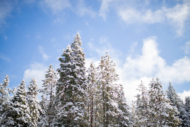 Prachtig besneeuwd bos onder een licht bewolkte blauwe lucht - Foto, afbeelding
