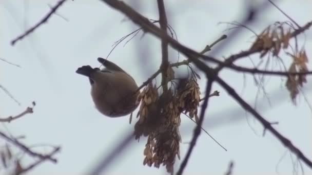 άγρια ζώα της Ευρώπης πουλιά - bullfinch θηλυκό τρώει σπόρους underview - Πλάνα, βίντεο