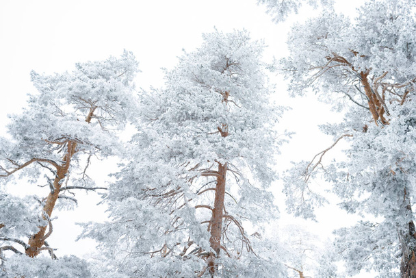 雪の森冬白の自然 - 写真・画像