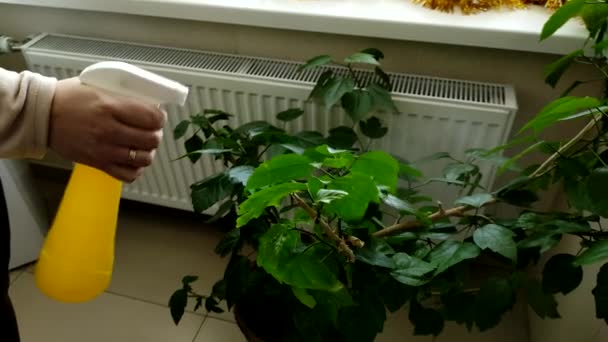 Close-up van de vrouw met de hand sproeien van een water op kamerplanten door gele sproeier. Een vrouw hydrateert de bladeren van kamerplanten met een sproeier. Bloemen water geven en thuis voor planten zorgen. - Video