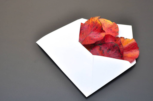 correo de otoño representado por un sobre blanco del que salen hojas rojas de otoño - Foto, Imagen
