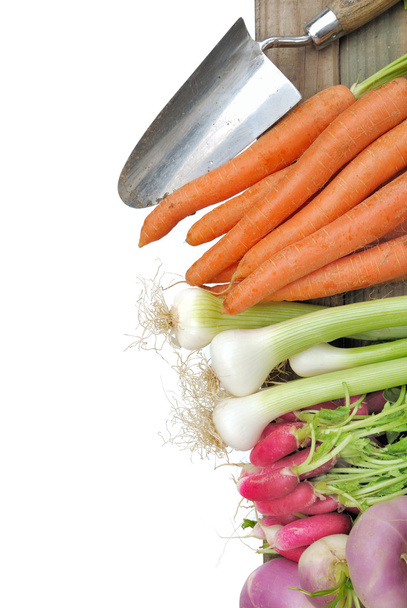 fresh vegetables from garden  - Photo, Image