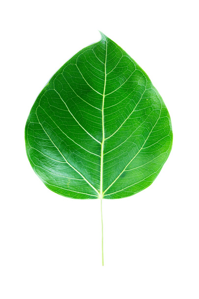 bodhi tree leaf - Photo, Image