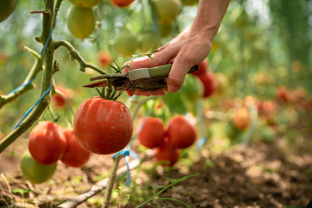 Przycinanie dojrzałych pomidorów na łodydze nożyczkami w szklarni. - Zdjęcie, obraz