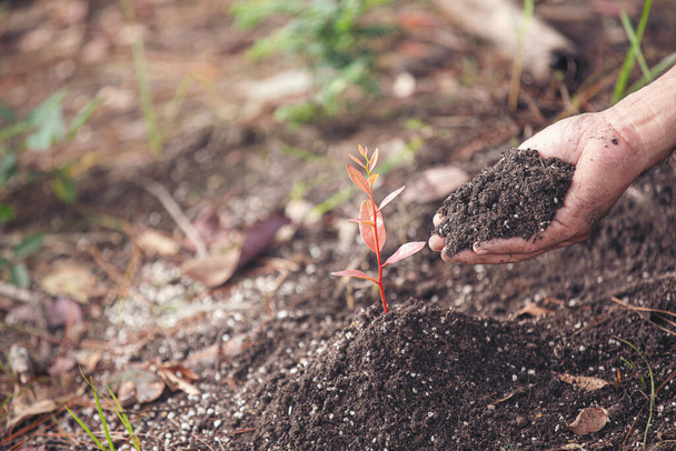 man's hands is planting plant  - Fotó, kép