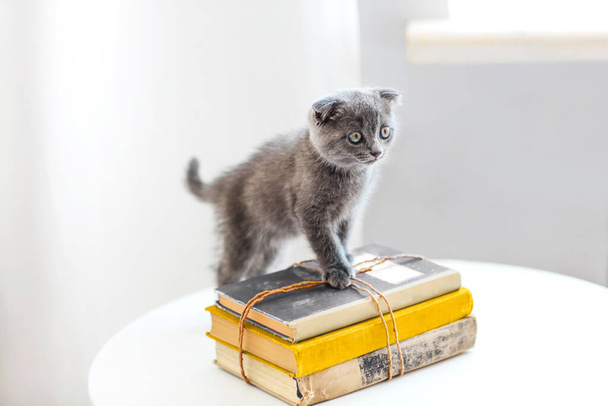 Piękny szary szkocki kotek siedzi na stosie książek w salonie w dzień przeprowadzki - Zdjęcie, obraz