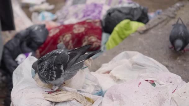 Contaminación de la naturaleza con bolsas de basura plásticas. Las palomas de la ciudad se alimentan de un basurero. - Metraje, vídeo