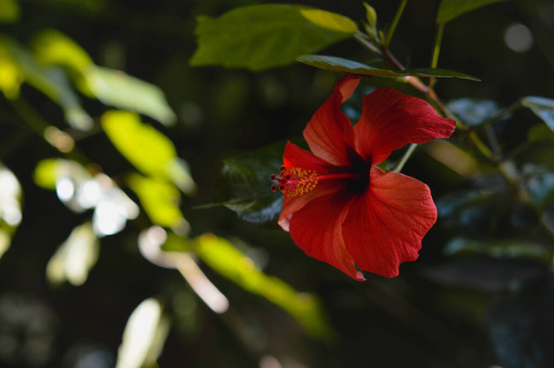 Dark red hibiscus in the botanical garden, deep red flower, green natural background. - Фото, изображение