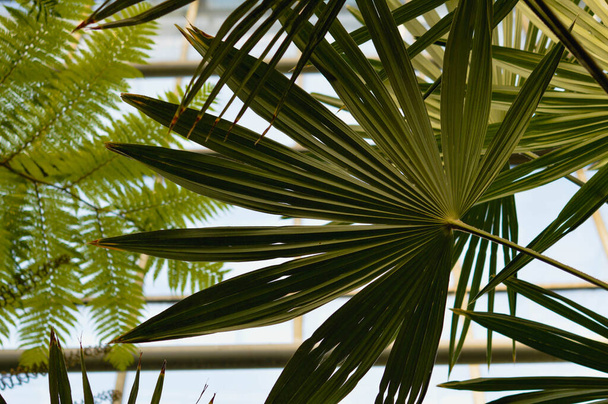 Blick in den botanischen Garten, unter den Palmenblättern, tropische Blätter von unten. - Foto, Bild