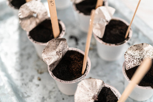 Planting seeds into coffee pods to start an indoor vegetable garden. - Photo, Image