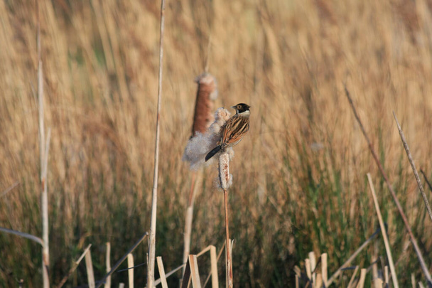 Reed Bunting (Emberiza schoeniclus) clinging to a Bulrush seed head - Photo, Image