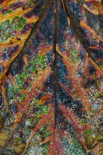 Texture, veines et couleurs des feuilles mortes gros plan - Photo, image