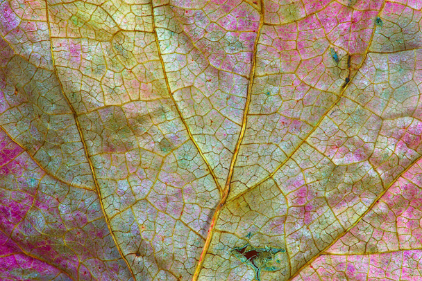 Текстура, вены и цвета мертвого листа крупным планом - Фото, изображение