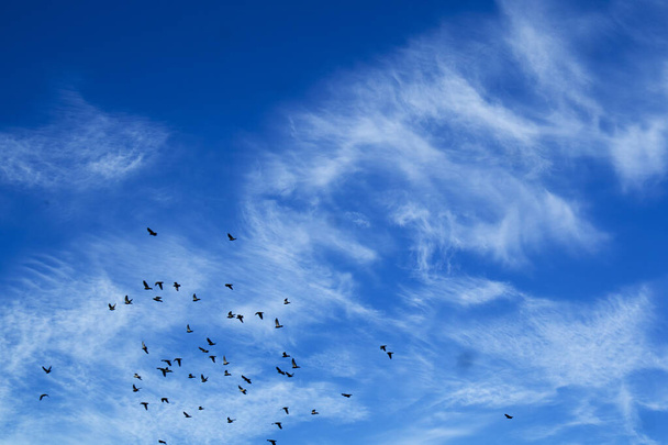 Вид стаи голубей, летящих в облачном небе - Фото, изображение
