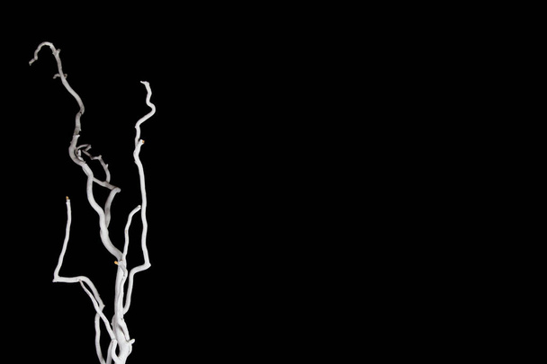 Ramas desnudas verticales blancas en el lado izquierdo aisladas sobre fondo negro con espacio de copia - Foto, Imagen