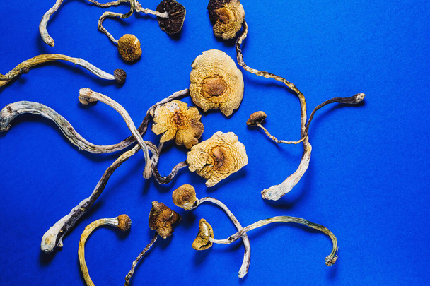 funghi magici messicani essiccati è una psilocybe cubensis, una specie di fungo psichedelico i cui principali elementi attivi sono la psilocibina e la psilocina - Psilocybe Cubensis messicano. Su una bakground blu. orientamento orizzontale - Foto, immagini