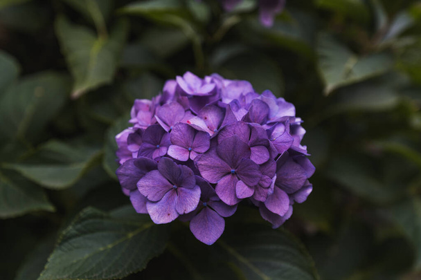 plan rapproché de la fleur violette sur les feuilles vertes hors foyer - Photo, image
