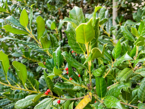 Close up of winterberry agrifolium Ilex aquifolium leaves and red berries. High quality photo - Photo, Image