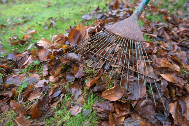 Les débris et les sous-bois sont retirés d'une pelouse verte saine à l'aide d'un râteau. La mousse et les feuilles brunes d'automne constituent la majeure partie des déchets végétaux - Photo, image