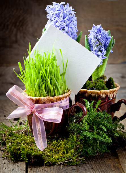 Flowers hyacinths - Фото, изображение