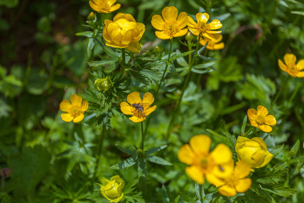 Fliege auf gelben Blumen auf einer Bergwiese, Monte Resettum, Friaul, Italien - Foto, Bild