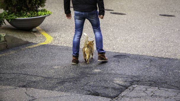 Покинуті вуличні коти, жорстоке поводження з тваринами, смуток
 - Фото, зображення