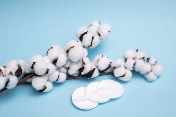Fluffy cotton pads with cotton balls with a dry branch with flowers on fresh blue background. packaging design element with copy space. Natural care concept. Close-up photo - Photo, Image