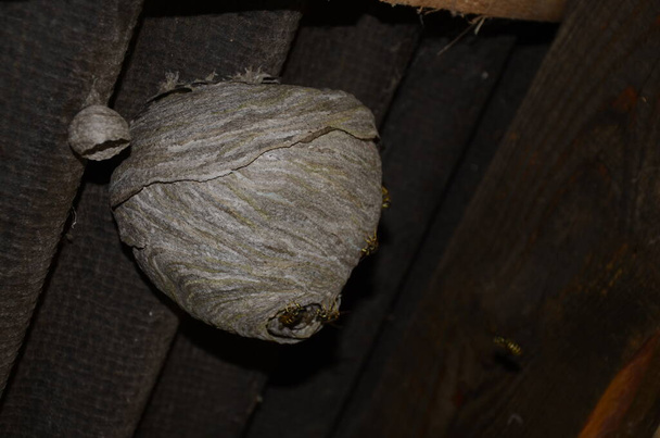 Gniazdo os szerszeni pod dachem starego domu z widocznymi szkodnikami - Zdjęcie, obraz