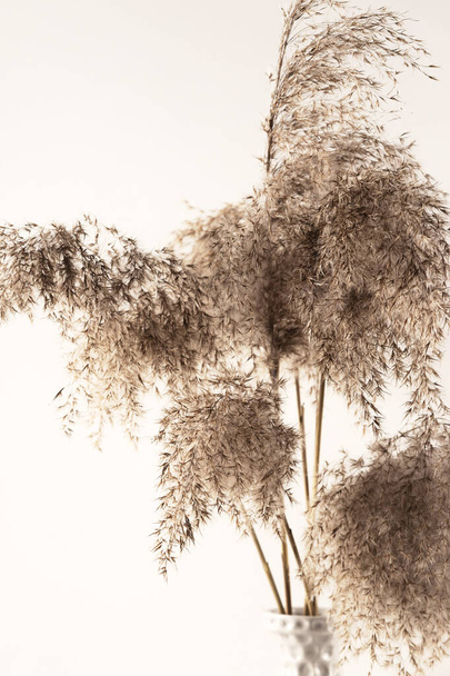 Bouquet de pampas aux herbes dans un vase texturé gris sur fond blanc - Photo, image