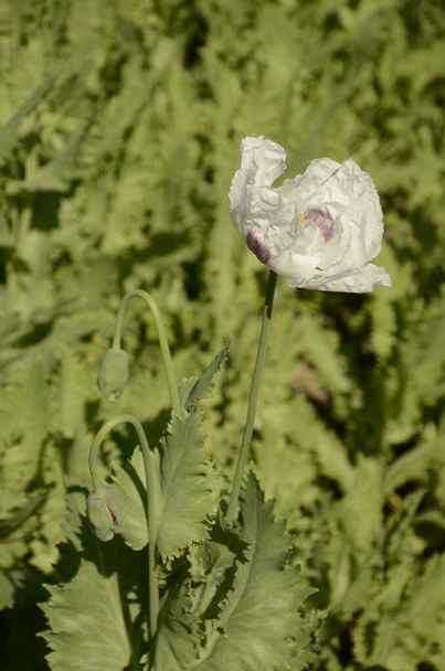 Papaver somniferum the opium poppy is a species of flowering plant in the family Papaveraceae It is the species of plant from which opium and poppy seeds are derived and is a valuable ornamental plant - Photo, Image