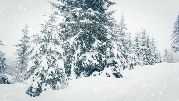 Schöner flauschiger Schnee auf Ästen. Schön fällt Schnee von den Fichtenzweigen. Wintermärchen, Bäume in Schnee-Gefangenschaft. Schneefall im Winter -Video - Filmmaterial, Video